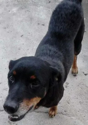 Cachorro raça Indefinida idade 3 anos nome Kiara