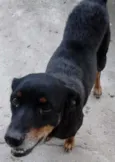 Kiara