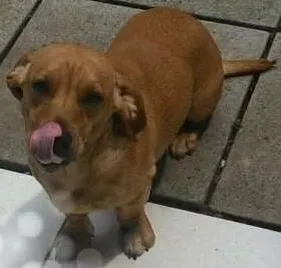 Cachorro ra a Basset  idade 1 ano nome Bart