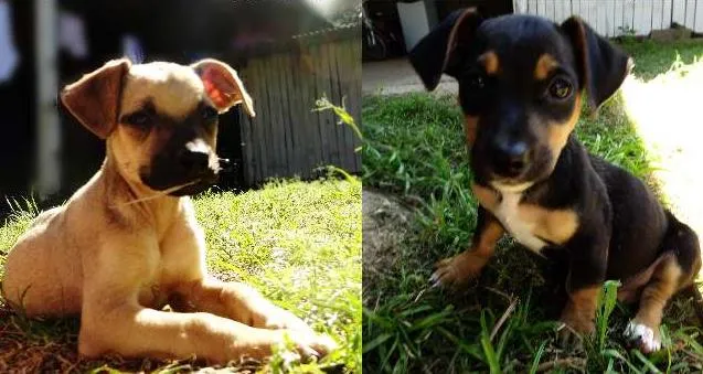 Cachorro ra a SRD idade 2 a 6 meses nome Clarinha, Pretinha 