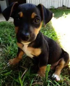 Cachorro raça SRD idade 2 a 6 meses nome Clarinha, Pretinha 