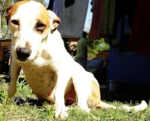 Cachorro raça SRD idade 2 anos nome Piratinha