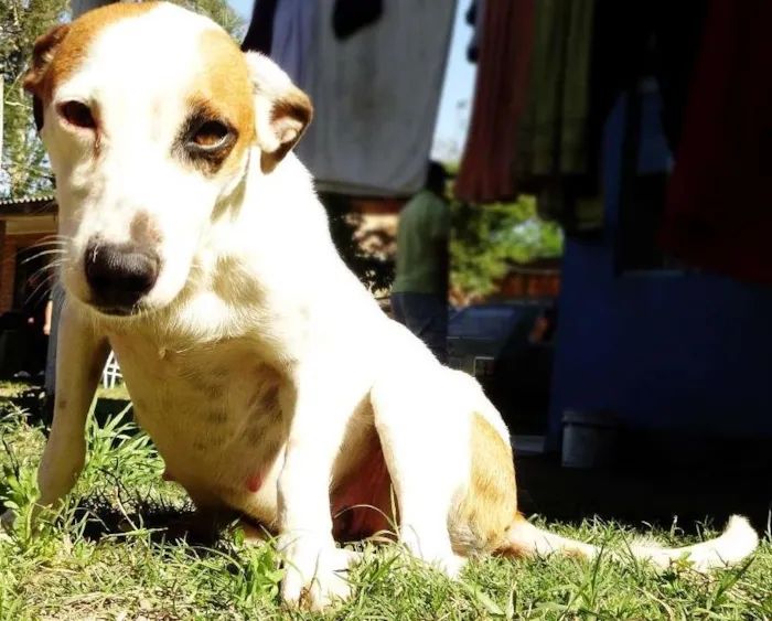 Cachorro ra a SRD idade 2 anos nome Piratinha