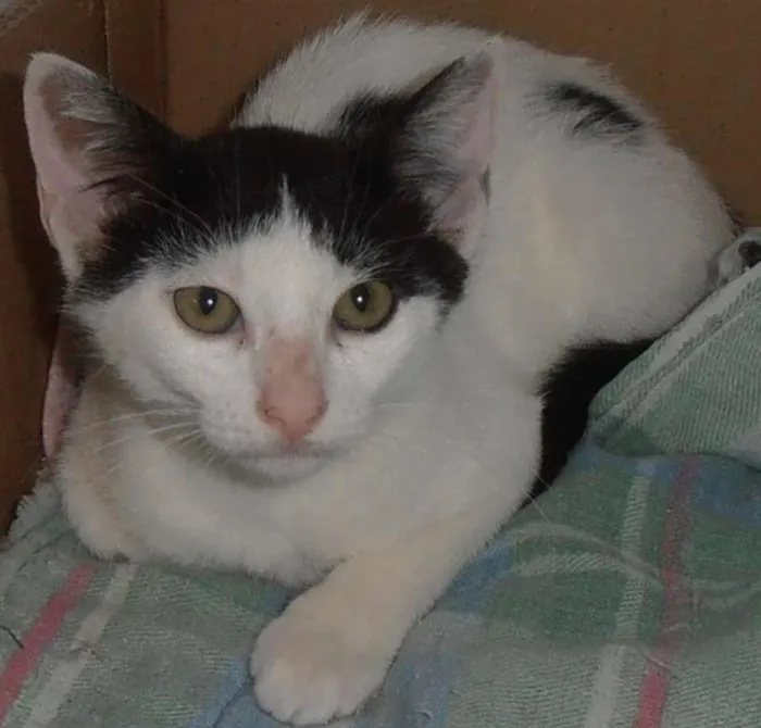 Gato ra a srd idade 2 a 6 meses nome Binch