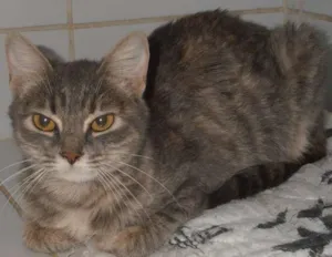 Gato raça srd idade 1 ano nome Gatinha azul