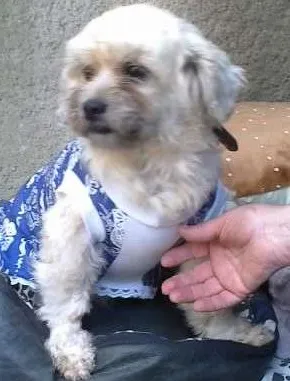 Cachorro ra a MIX LHASA idade 2 anos nome Kyra