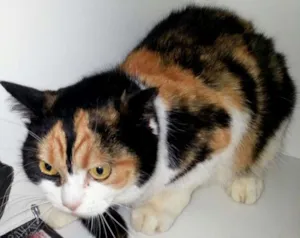 Gato raça exotica idade 4 anos nome Athena