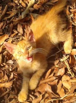 Gato raça Não sei idade Abaixo de 2 meses nome Freud