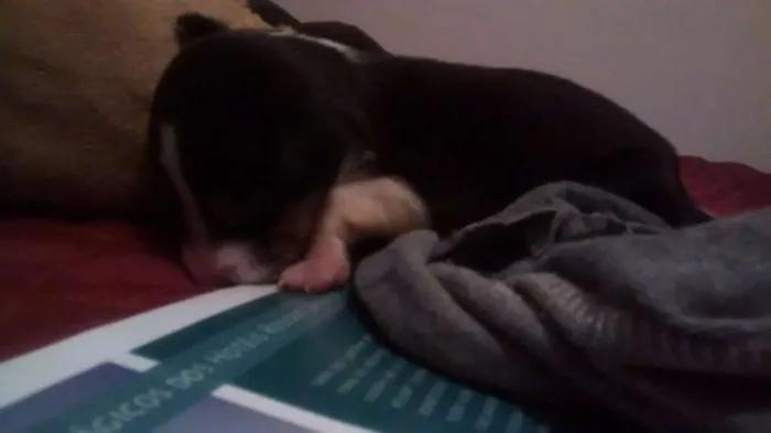 Cachorro ra a SRD idade Abaixo de 2 meses nome Pretinho