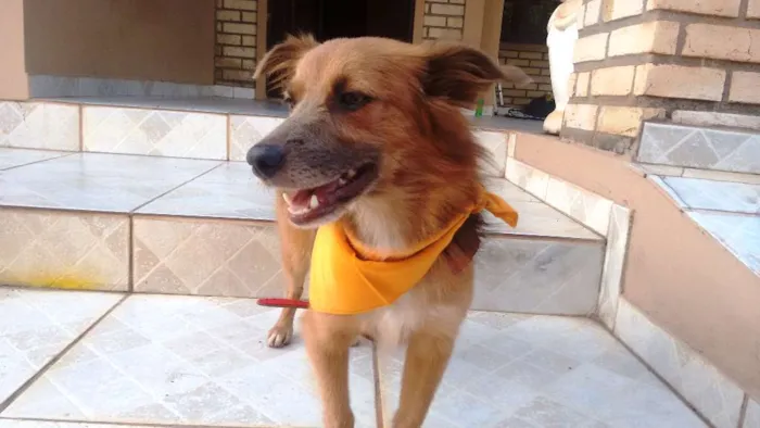Cachorro raça srd idade 1 ano nome Dunguinha