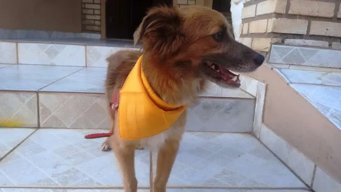 Cachorro raça srd idade 1 ano nome Dunguinha