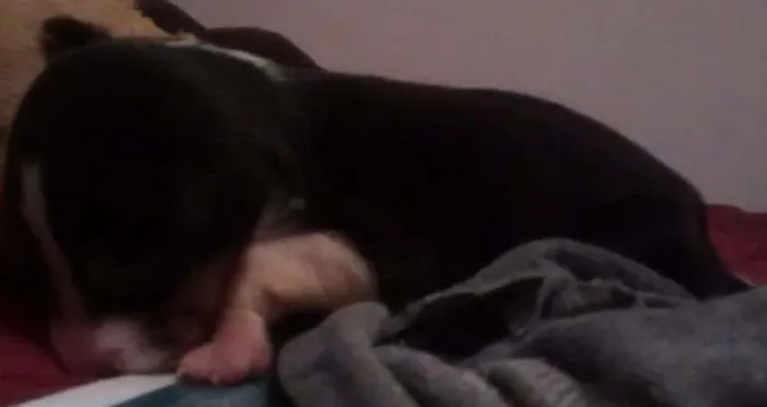 Cachorro ra a SRD idade Abaixo de 2 meses nome Pretinho
