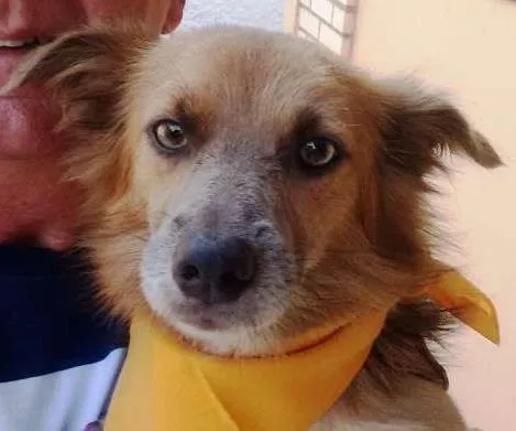 Cachorro raça srd idade 1 ano nome Dunguinha
