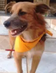 Dunguinha