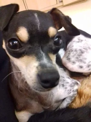 Cachorro raça Fox mini idade 2 anos nome Maggie