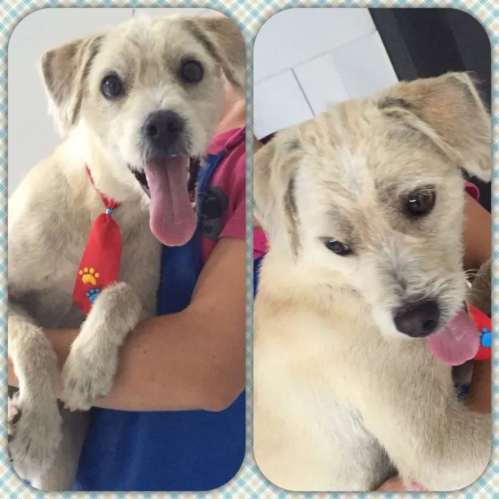 Cachorro ra a SRD idade 1 ano nome Zeca