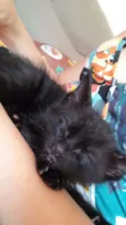 Sr. Gato