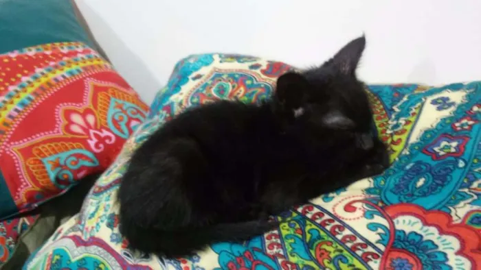Gato ra a SRD idade Abaixo de 2 meses nome Sr. Gato