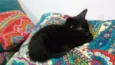 Sr. Gato