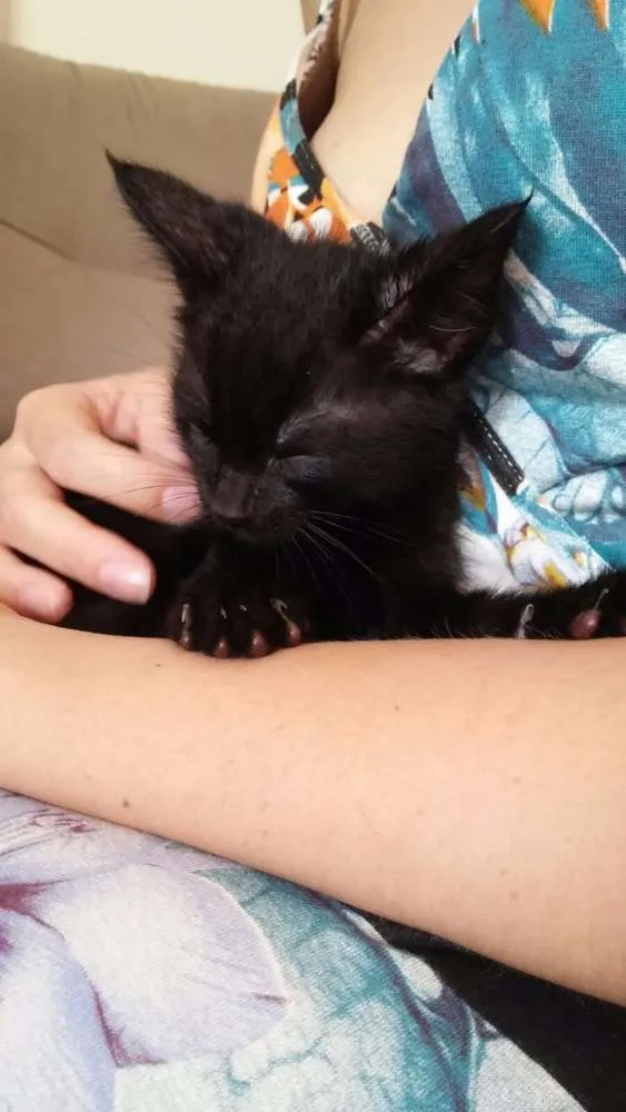 Gato ra a SRD idade Abaixo de 2 meses nome Sr. Gato