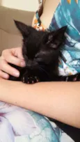 Sr. Gato