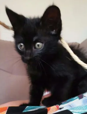 Gato raça SRD idade Abaixo de 2 meses nome Sr. Gato