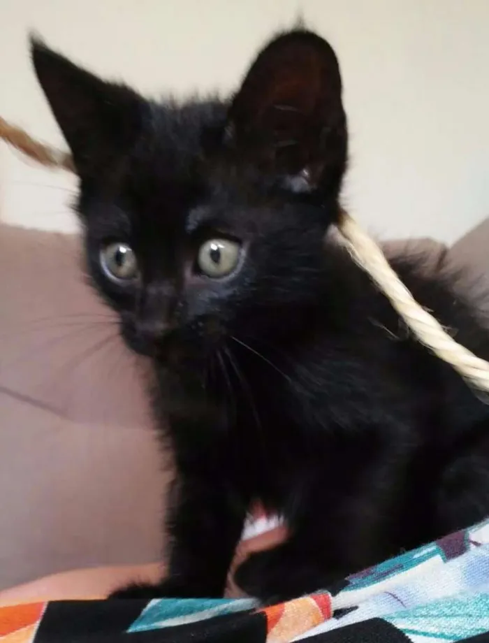 Gato ra a SRD idade Abaixo de 2 meses nome Sr. Gato