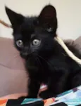 Sr. Gato