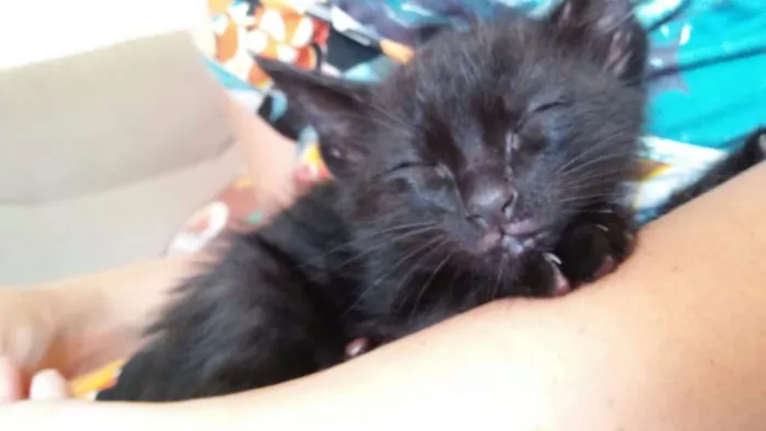 Gato ra a SRD idade Abaixo de 2 meses nome Sr. Gato
