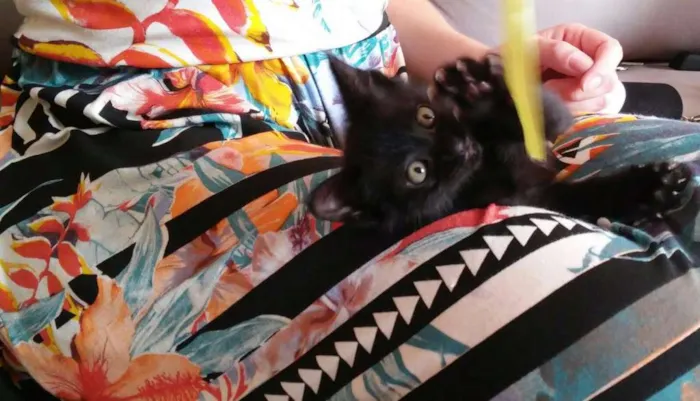 Gato ra a SRD idade Abaixo de 2 meses nome Sr. Gato