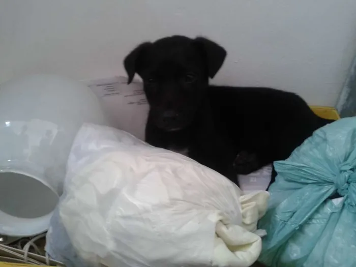 Cachorro ra a vira-lata idade Abaixo de 2 meses nome sem nome