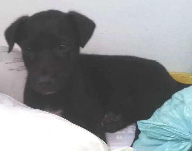 Cachorro ra a vira-lata idade Abaixo de 2 meses nome sem nome