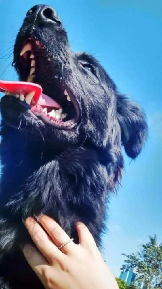 Cachorro ra a Sem raca definida  idade 1 ano nome Dengo
