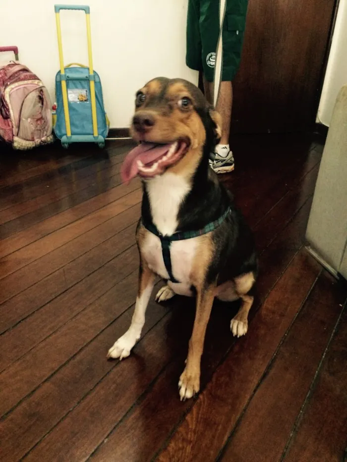 Cachorro ra a SRD idade 1 ano nome Milka