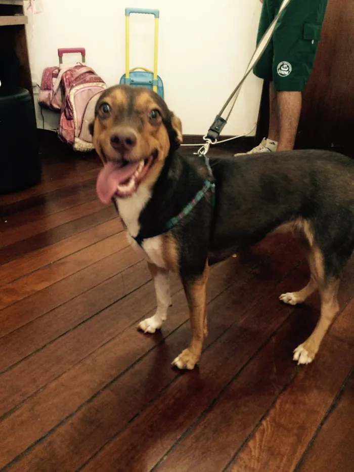Cachorro ra a SRD idade 1 ano nome Milka