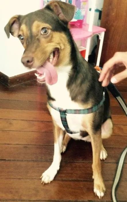 Cachorro ra a SRD idade 1 ano nome Milka