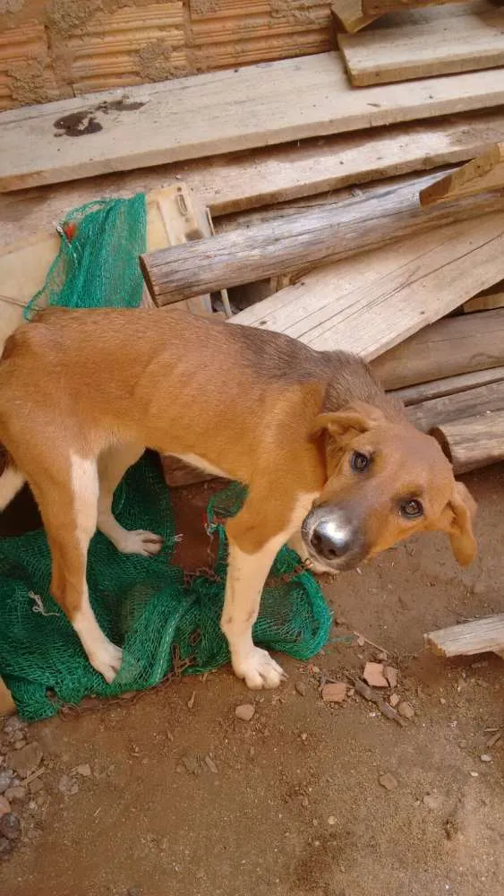 Cachorro ra a não sei idade  nome Nina