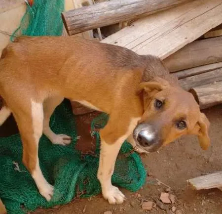 Cachorro ra a não sei idade  nome Nina