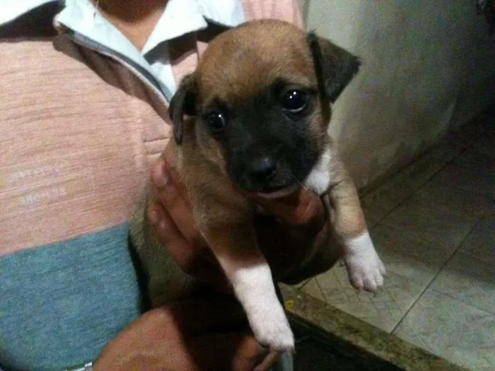 Cachorro ra a SRD idade Abaixo de 2 meses nome Junior