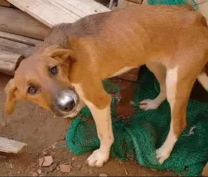 Cachorro raça não sei idade  nome Nina