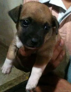 Cachorro raça SRD idade Abaixo de 2 meses nome Junior