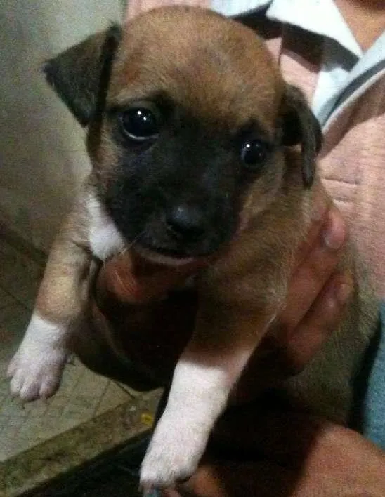 Cachorro ra a SRD idade Abaixo de 2 meses nome Junior