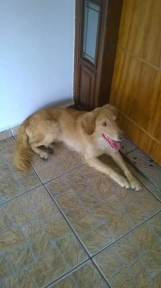 Cachorro ra a Vira-lata idade 2 anos nome Toy