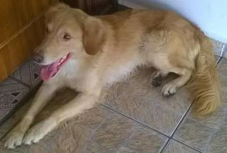 Cachorro ra a Vira-lata idade 2 anos nome Toy