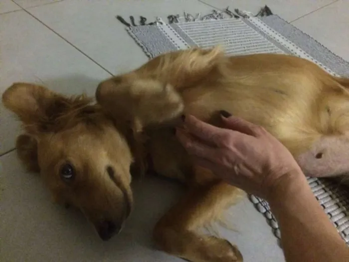 Cachorro raça SRD idade 1 ano nome Princesa das Trilha