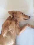 Princesa das Trilha
