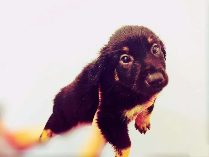 Cachorro ra a SRD idade Abaixo de 2 meses nome jonny