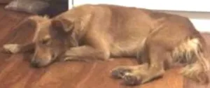 Cachorro raça SRD idade 1 ano nome Princesa das Trilha