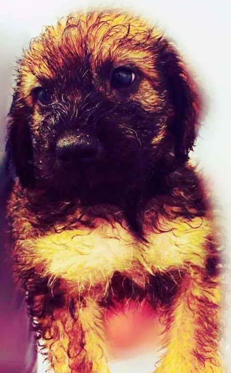 Cachorro ra a SRD idade Abaixo de 2 meses nome BETINA