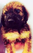 BETINA
